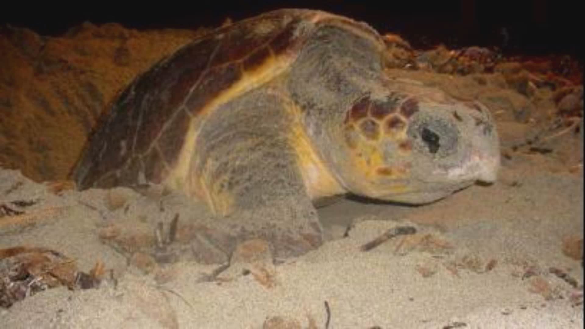 Liguria, Arma di Taggia: nate altre 40 tartarughe Caretta Caretta