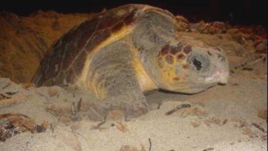 Liguria, Arma di Taggia: nate altre 40 tartarughe Caretta Caretta