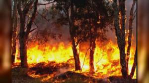 Spezia, incendio collina Pitelli, devastati 7 ettari di bosco: due indagati