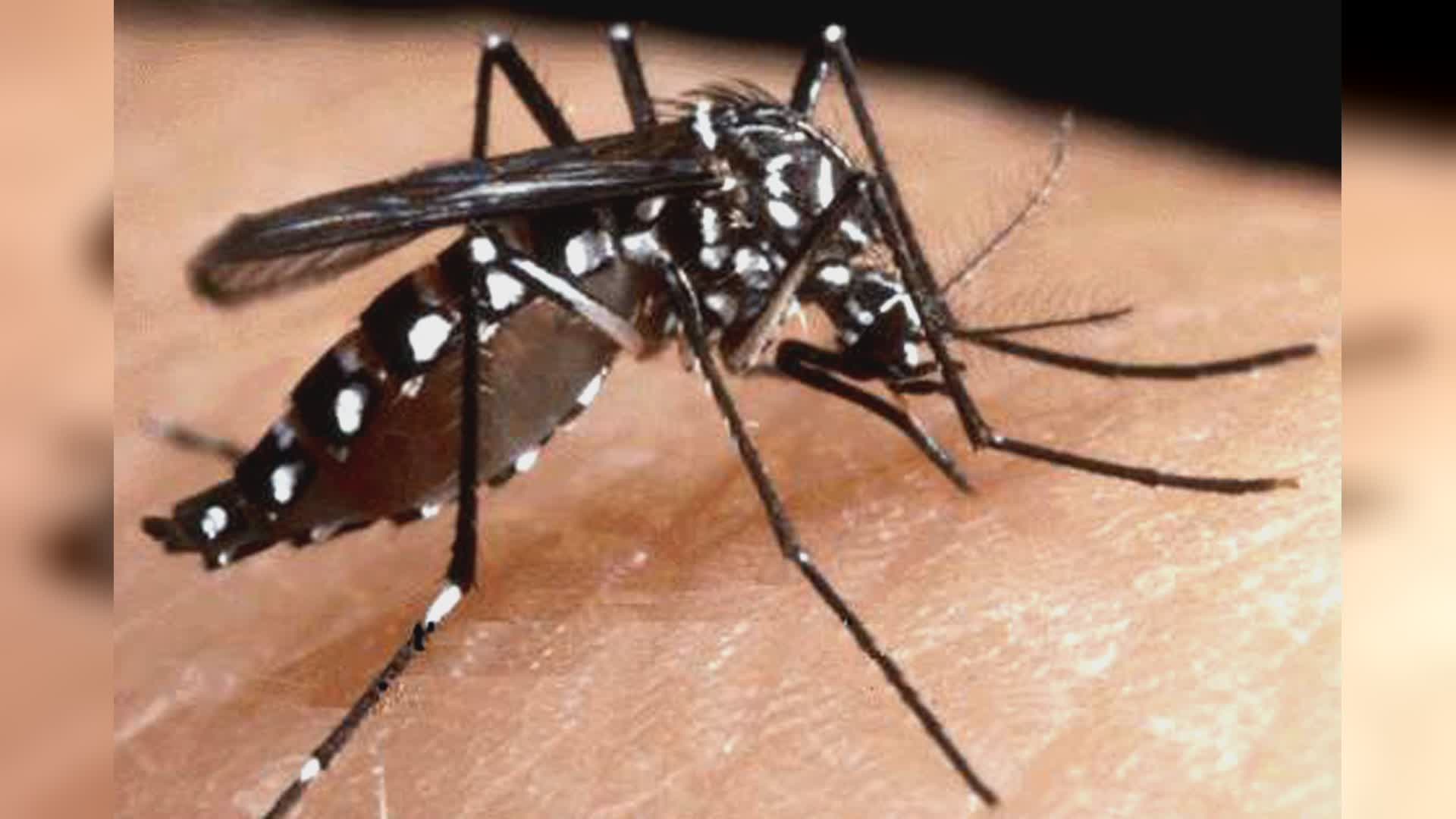 Genova: altri tre casi di dengue, scattano le procedure di disinfestazione