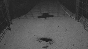 Arma di Taggia, tartarughe Caretta caretta: 8 nuove nate in diretta streaming