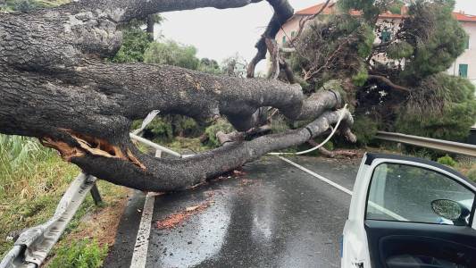 Arma di Taggia: grosso albero si abbatte sull'Aurelia, nessun ferito né danni, traffico impazzito