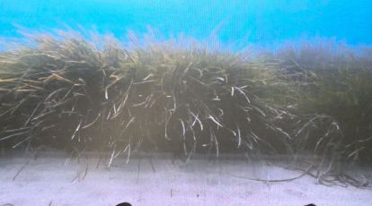 Salone Nautico, la Posidonia oceanica è la pianta marina più importante per la salute del mare