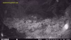 Valbrevenna: avvistata la volpe nera, specie rarissima individuata solo tre volte in Italia