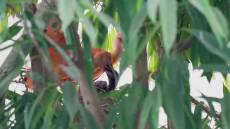 Genova: lieto evento in Biosfera al Porto Antico, nato un pulcino di Ibis scarlatto