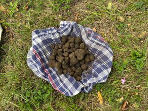 Stasera Benvenuti in Liguria tra tartufi e trottole di Valbormida con...Michele Maisano