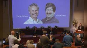 Nobel Medicina a Victor Ambros e Gary Ruvkun, scopritori della tecnologia mRNA usata nel vaccino Covid