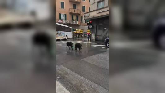 Rapallo: cinghiali a spasso in centro (VIDEO)