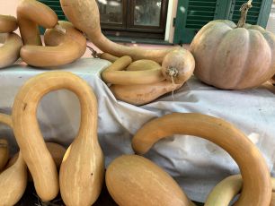 Annata di zucche e olive, ma con pochi funghi. Ecco le motivazioni