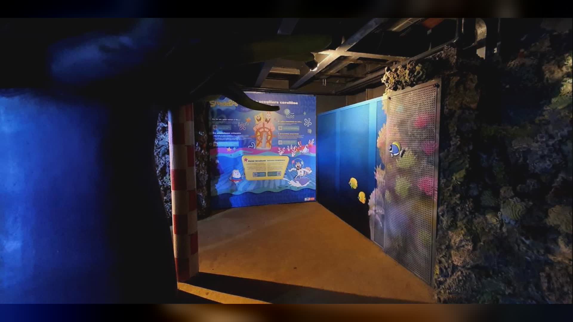 Acquario di Genova, un nuovo percorso alla scoperta delle scogliere coralline con SpongeBob