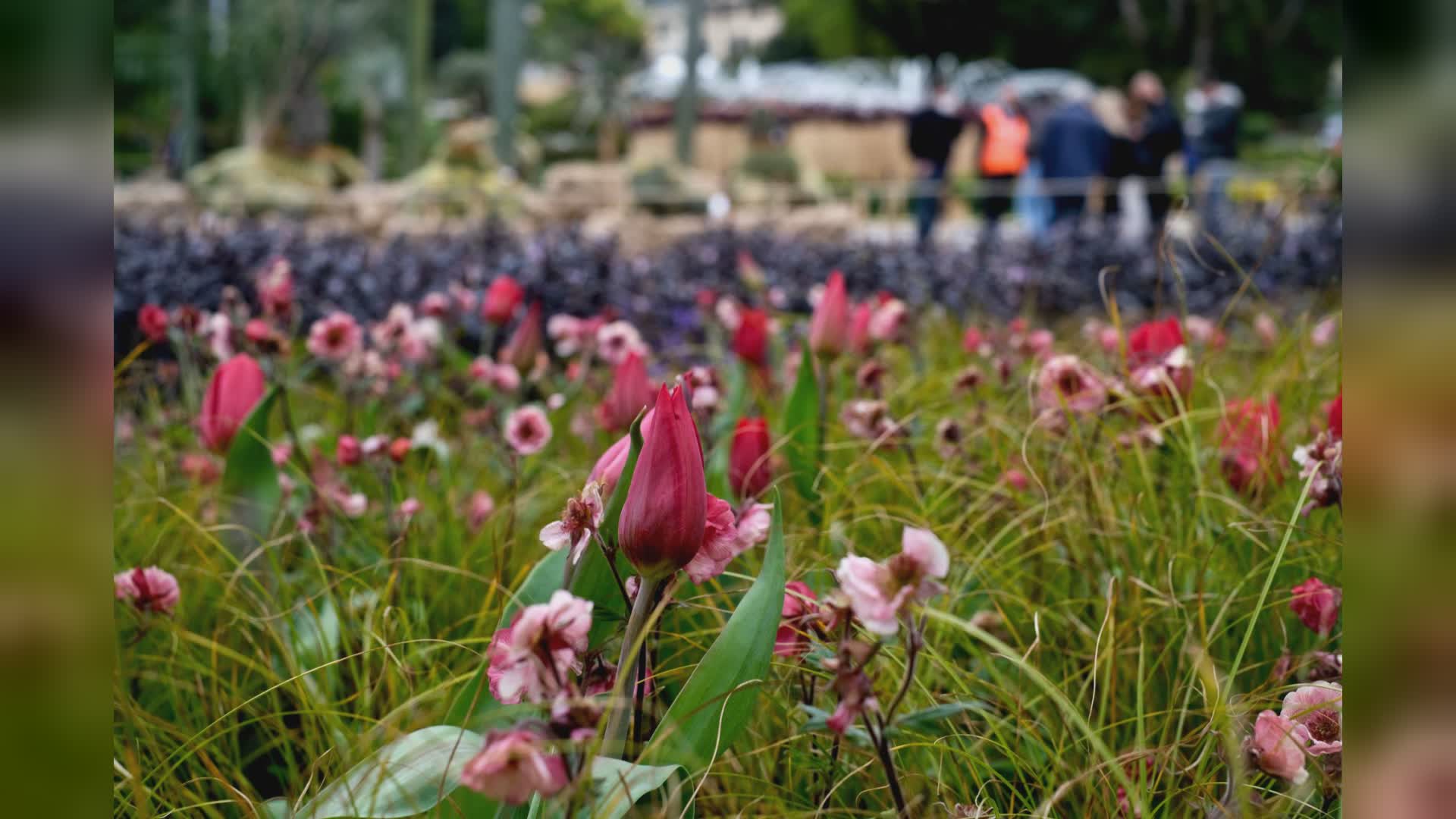 Genova: Euroflora 2025 nel nuovo Waterfront, la presentazione a Olioliva di Imperia