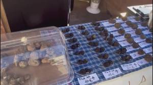 Genova, Tartufando arriva in piazza Matteotti fino al 17 novembre: attività street food e assaggi