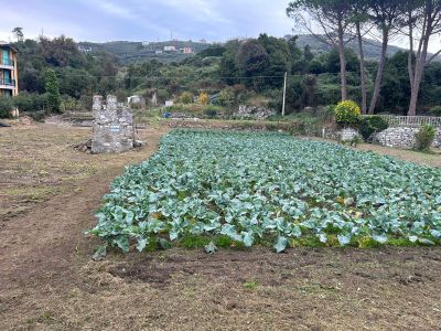 A Scignoria! cavoli di Lavagna, alberi di giuggiole e la campionessa del pandolce basso