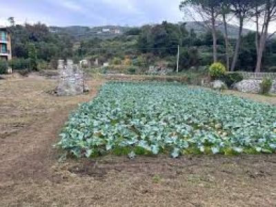 La spiegazione in dialetto del cavolo di Lavagna e dell'albero di giuggiole 