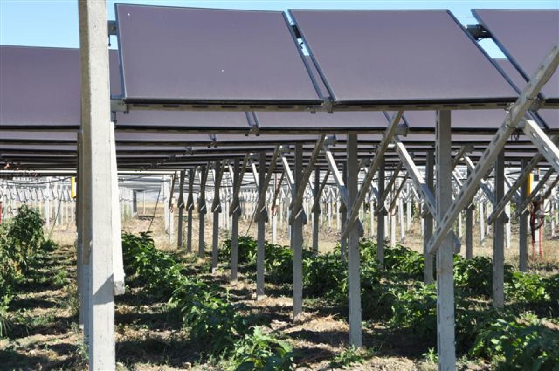 Agrivoltaico in Sardegna: bocciato progetto da 385 MW, pesano dubbi su territorio e pianificazione