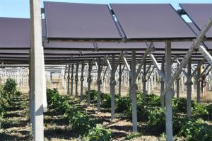 Agrivoltaico in Sardegna: bocciato progetto da 385 MW, pesano dubbi su territorio e pianificazione