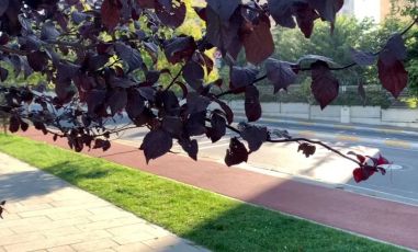 Genova, l'agronomo Angelo Consiglieri: "Il verde è un'infrastruttura urbana e come tale va rinnovata se necessario"  