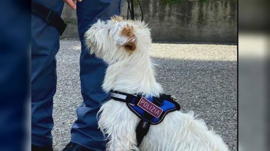 Genova: Leone non perdona, il cane antidroga della polizia provoca un arresto e due denunce