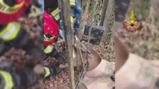Busalla, capriolo incastrato in un cancello liberato dai Vigili del Fuoco