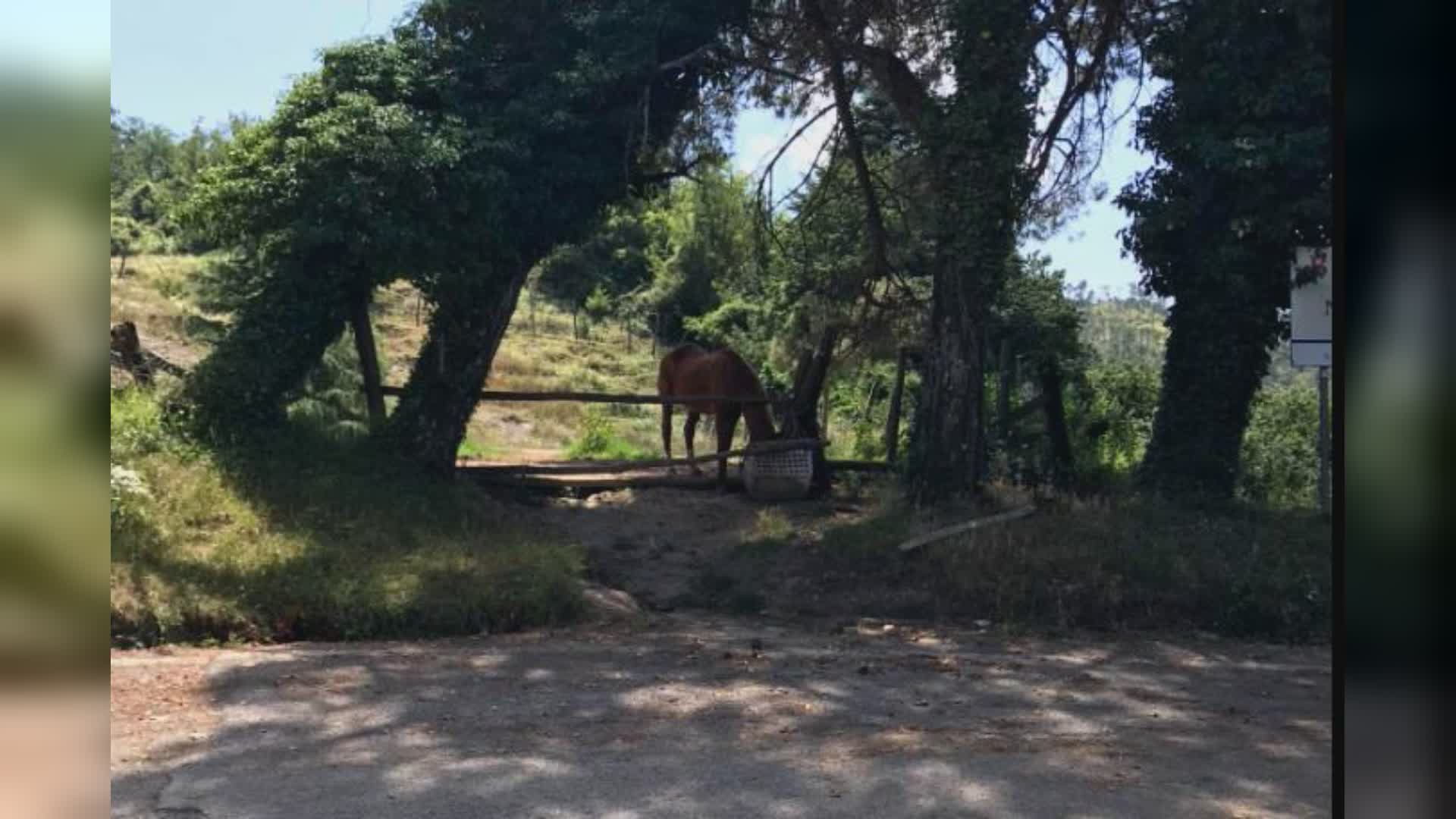 Liguria, agricoltura: 4 milioni di fondi per tutelare prati e pascoli permanenti