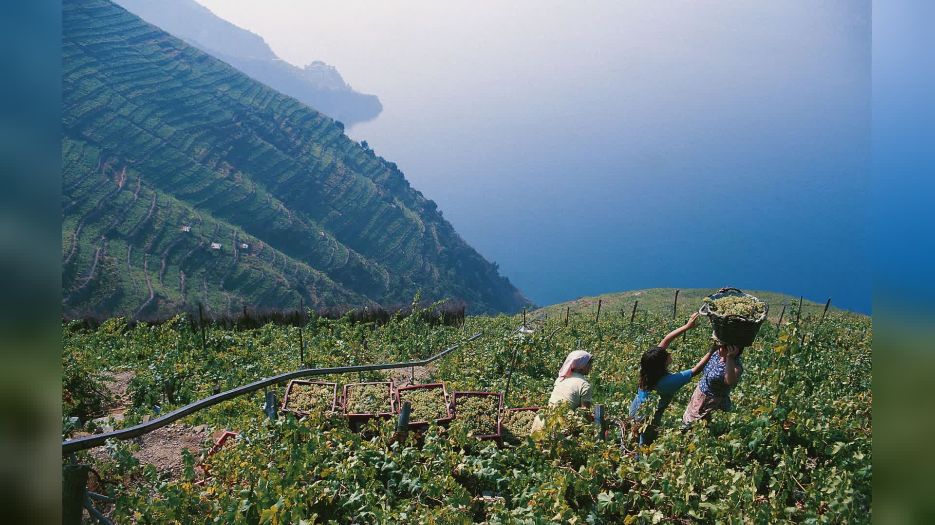 Liguria: bando da 1 milione per agricoltura sostenibile