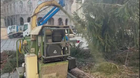 Genova, è il giorno dello smaltimento dell'albero di Natale: i rami triturati con una "cippatrice"