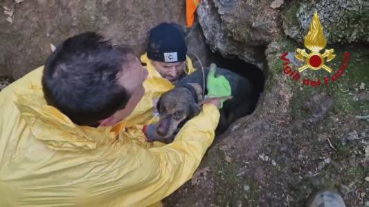 Isola del Cantone, cagnolina intrappolata in una tana di volpe salvata dai VVF