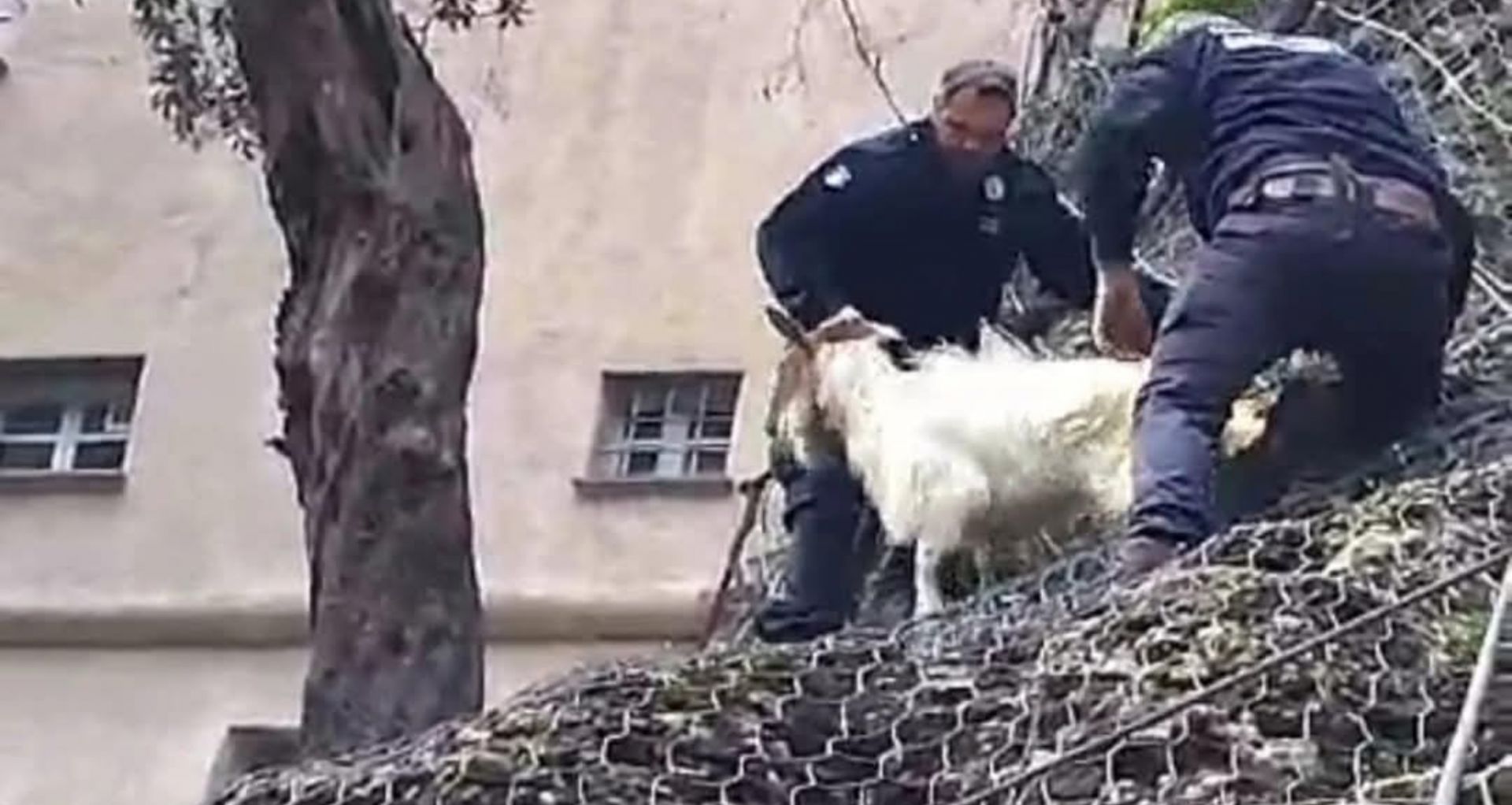 Capretta intrappolata nelle reti vicino alla Torre Doria salvata dai guardiaparco e trasportata a Camogli