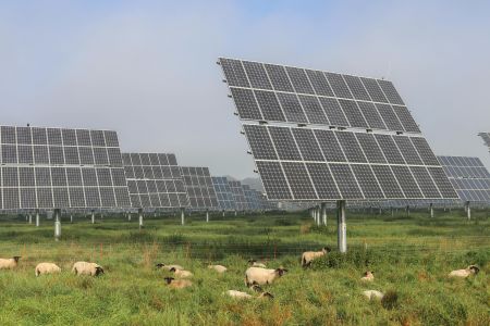 Texas, pecore e pannelli solari: una convivenza che alimenta energia e agricoltura