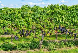 Liguria, al via il bando per la ristrutturazione e riconversione dei vigneti