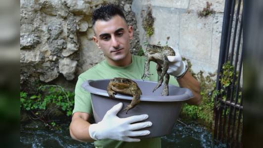 Genova: salvati rospi in pericolo, grate come trappole mortali per i piccoli animali acquatici