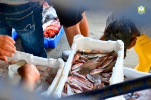 Liguria, pesca, allarme Coldiretti: "In trent'anni scomparso un peschereccio su tre"