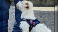 Genova: blitz antidroga della polizia, arrestati tre sospetti spacciatori