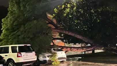 Pino crolla vicino all’ospedale di Sestri Levante, coinvolte tre auto