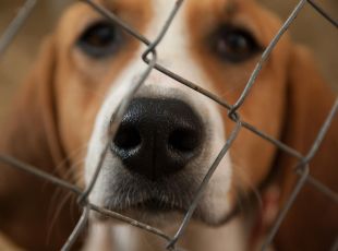 Sanremo, animalisti in Piazza contro la Vivisezione dei Beagle