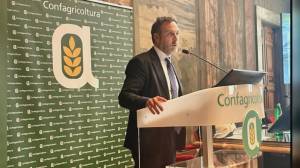 Liguria, agroalimentare, Igp all'Oliva Taggiasca, Piana: "Riconoscimento fondamentale per territorio"