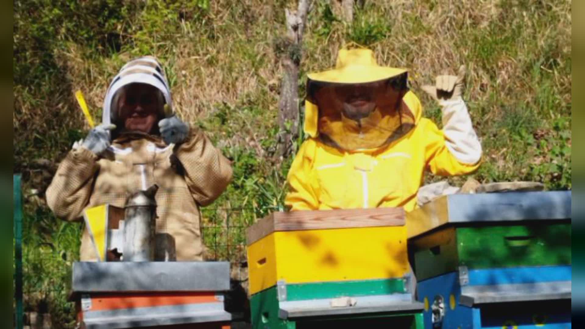 Liguria: apicoltura, Regione avvia misure di contrasto all'invasione del calabrone asiatico