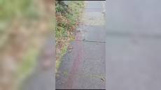 Acquedotto storico di Genova, Associazione Gaia: "Cacciatori sparano vicino alle persone"