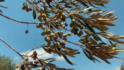 Olio Officina Festival arriva in Liguria per la prima volta. L'idea: coltivare ulivi su piattaforme in mare