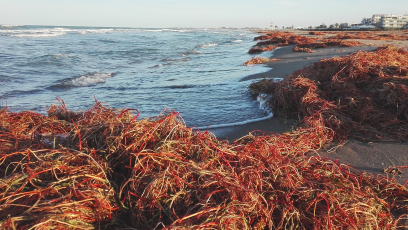 Sardegna, la posidonia spiaggiata rinasce come fertilizzante 