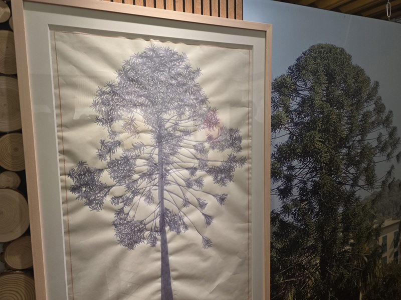 Genova, anche un 'gigante' dei parchi di Nervi nella mostra di Palazzo Ducale dedicata agli alberi