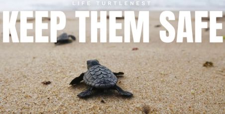 Biodiversità, Genova entra nel progetto di tutela per le tartarughe marine Caretta caretta