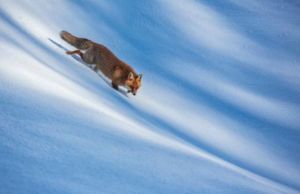 Focus Cultura, “Il Paese della Biodiversità”: a Roma una mostra invita alla salvaguardia delle varietà delle specie