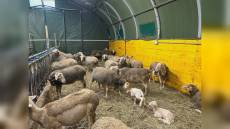 Il grido del latte, l’appello alla Regione dell’allevatore in onda su Benvenuti in Liguria