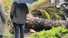 Genova, donna morta travolta da una palma, lo sgomento di istituzioni e politica