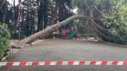 Genova, pino caduto ad Albaro vicino ad un parco giochi