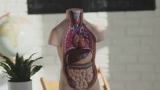 Alimentazione, Testino (Asl 3): "Cibo spazzatura e fegato grasso, ecco cosa si rischia"