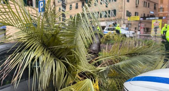 Genova, donna uccisa da una palma in piazza Da Novi: la famiglia chiede chiarezza sulla manutenzione