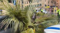 Genova: alberi pericolanti, via al taglio di cinque piante a Castelletto, Albaro e Brignole