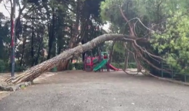 Genova, dalla giunta via libera al piano da 1 milione per aumentare controlli e manutenzioni degli alberi